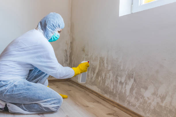 Licensed Basement Mold Removal service in Leesburg, VA - WQB Mold Removal