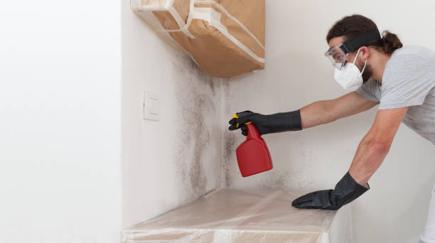 Professional Basement Mold Removal technician working in Leesburg, VA
