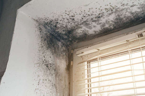 Affordable Basement Mold Removal solutions in Leesburg, VA
