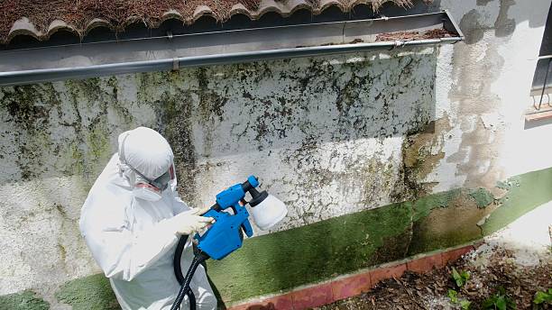 Top rated local Basement Mold Removal specialists in Leesburg, VA